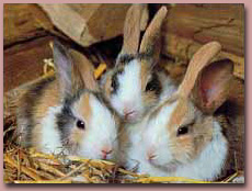 Drei Kaninchen